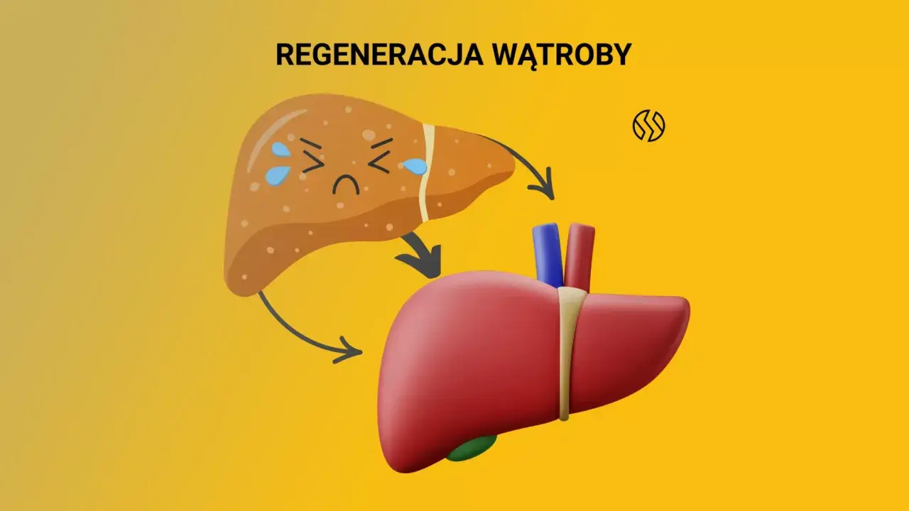 Ilustracja pokazuje proces regeneracji wątroby. Zmęczona, chora wątroba przechodzi transformację w zdrową, czerwoną. To pokazuje, co wspomaga wątrobę.