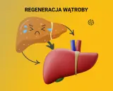 Ilustracja pokazuje proces regeneracji wątroby. Zmęczona, chora wątroba przechodzi transformację w zdrową, czerwoną. To pokazuje, co wspomaga wątrobę.