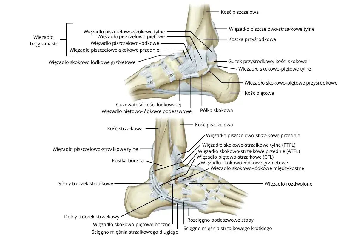 Anatomia stawu skokowego z zaznaczonymi więzadłami, kluczowa dla zrozumienia urazów, np. tych klasyfikowanych jako uraz stawu skokowego ICD10.
