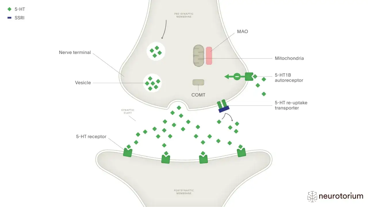 Schemat synapsy. Czy Citaxin to psychotrop? SSRI blokuje transporter serotoniny (5-HT), zwiększając jej stężenie w szczelinie synaptycznej.